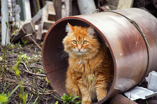 A stray cat sitting inside of a pipe on an abandoned territory.