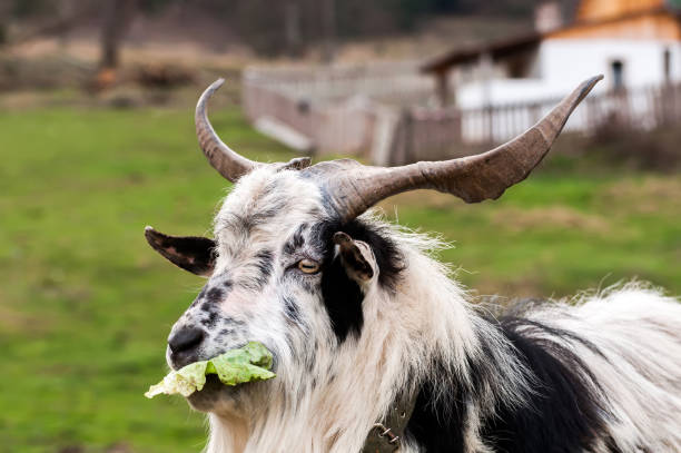 A closeup shot of a brown white goat with curved horns and a bell on its neck
