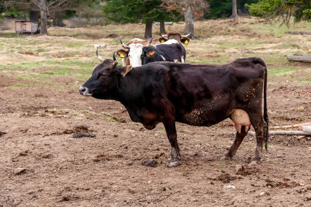 istock View on the cows on the field 1317665818