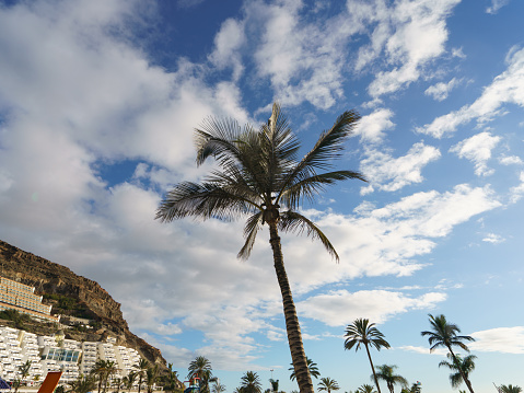 Palm trees of Gran Canaria in the blue hot summer sky. Leisure and holidays concept.