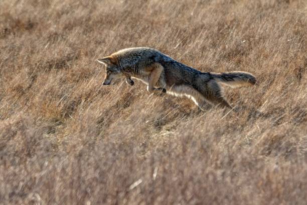 istock Coyote catching mouse, Richmond, Britisah Columbia, Canada 1317667927