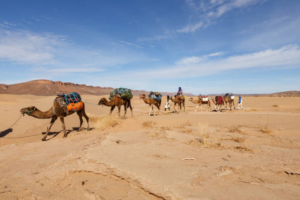 camel caravan in the sahara desert. Errachidia Province, Morocco - October 22, 2015: Camel caravan goes through the Sahara Desert. camel train photos stock pictures, royalty-free photos & images