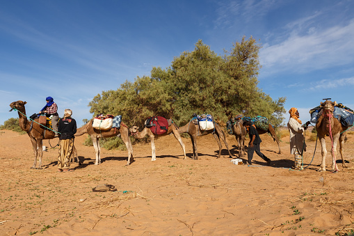 Errachidia Province, Morocco - October 22, 2015: Berbers men prepare camels for travel. Loading things on camels. Sahara Desert.