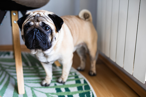 A cute little pug is standing under a chair waiting for food