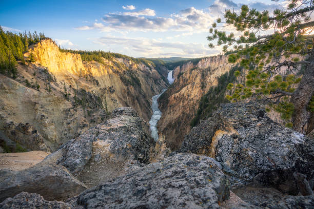 lower falls of the yellowstone national park from artist point at sunset, wyoming, usa lower falls of the yellowstone national park from artist point at sunset, wyoming in the usa cascade range photos stock pictures, royalty-free photos & images