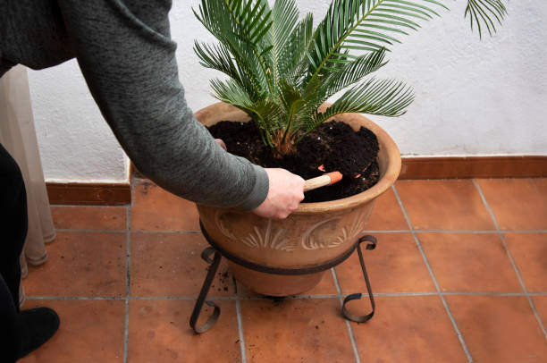 człowiek przesadza zielonej palmy. - palm people white brown zdjęcia i obrazy z banku zdjęć