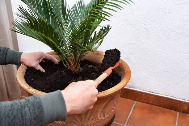 Man replanting a green palm tree. Closeup of a man replanting a green palm tree to a beautiful clay pot. Gardening concept spanish flower pots stock pictures, royalty-free photos & images