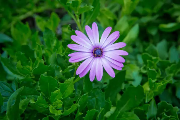 African daisies or Osteospermum or Daisy bushes plant with fully open blooming light violet flower petals and colorful yellow to dark violet center on dark green leaves background .