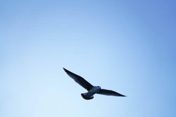 istock Seagull flies in the blue sky 1317671805