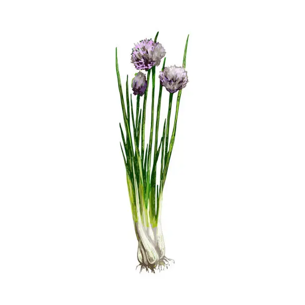 Vector illustration of Chives fresh green branches with flowers and leaves. Vintage vector hatching