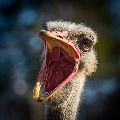 Funny face of an ostrich with open mouth in the front of heavily blurred leaves
