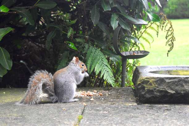 istock Viewed from side of Cute Grey Squirrel eating nut from its paws, sitting on the ground with green leaves background. 1317673796