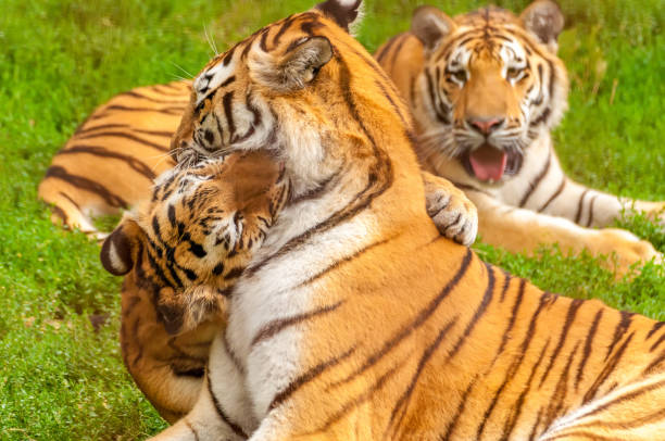 istock View on the amur tigers playing or fighting 1317674754