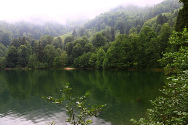 istock Karagol Nature Park and surrounding forest, There is fog over the trees 1317675615