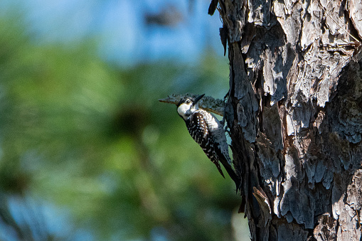 A rare, endangered red-cockaded woodpecker.