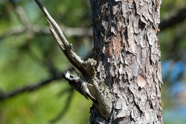 istock Red-Cockaded Woodpecker in Ocala National Forest 1317676861