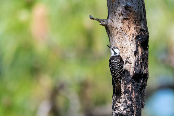A rare, endangered red-cockaded woodpecker.