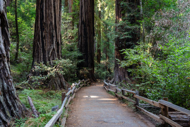 Forest trail in Muir Woods National Monument. One of the forest trails meandering through the coastal redwood (Sequoia sempervirens) forest at Muir Woods National Monument, California, USA. national forest stock pictures, royalty-free photos & images