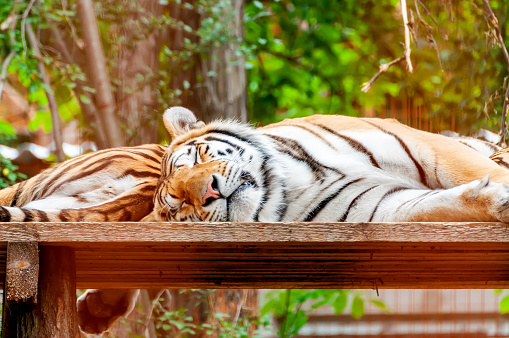 Portrait of a beautiful tiger while sleeping and resting on the sunlight.