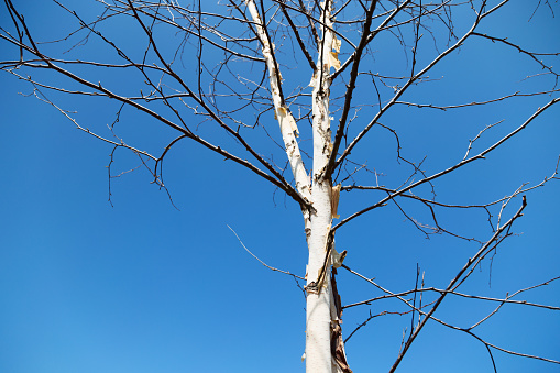 A paper birch tree with early springtime buds against a clear blue sky.