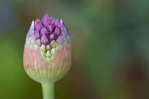 Close-up of a bud of purple ornamental leek, which is covered with water drops at the edge of the picture and the green background leaves space for text