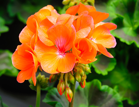 Close up of an orange geranium blossom with unopened buds in a Cape Cod greenhouse against a backdrop of green leaves