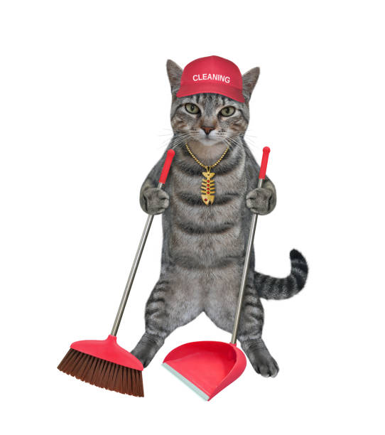 istock Cat gray with broom and dustpan 1317680039
