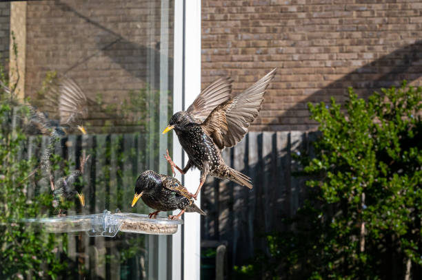 istock Starling, sturnus vulgaris, perched on bird feeder with reflection 1317680692