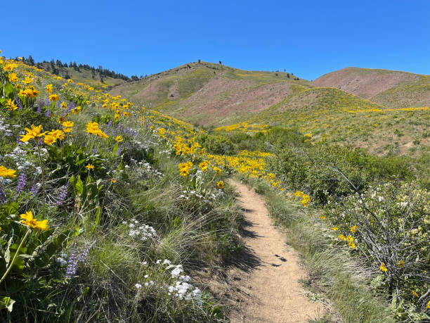 istock Nature of Washington state 1317680777