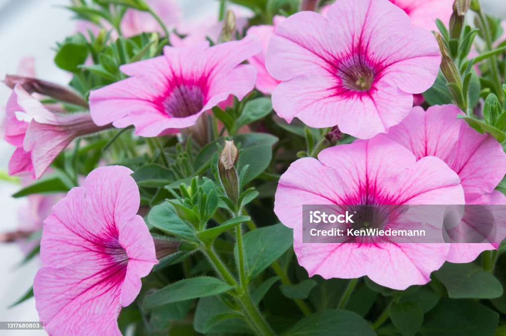 Pink Petunias Close up of a cluster of five pink petunias in a Cape Cod greenhouse. Petunia Stock Photo