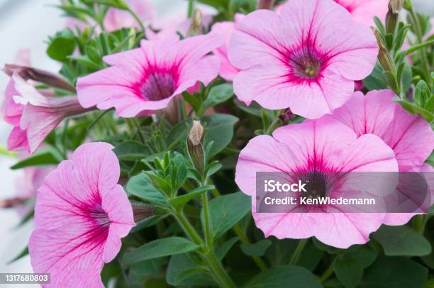 Pink Petunias Stock Photo - Download Image Now - Petunia, Pink Color, Beauty In Nature