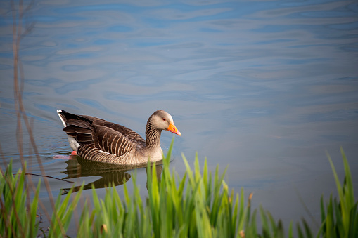 A lone duck swims at the edge of a pond in the Peak District National Park in England.