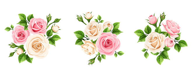Vector set of pink and white rose flowers isolated on a white background.
