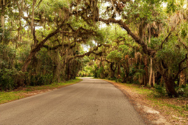 Myakka River State Park Road Drives Into Florida Forest with Spanish Moss Spanish Oaks and Palm Trees