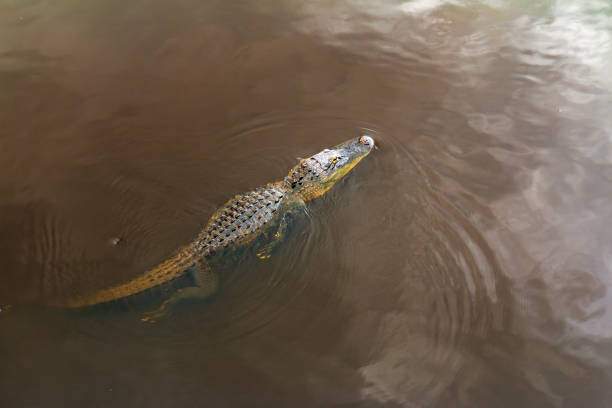 istock Alligator at Myakka River State Park Florida 1317682098