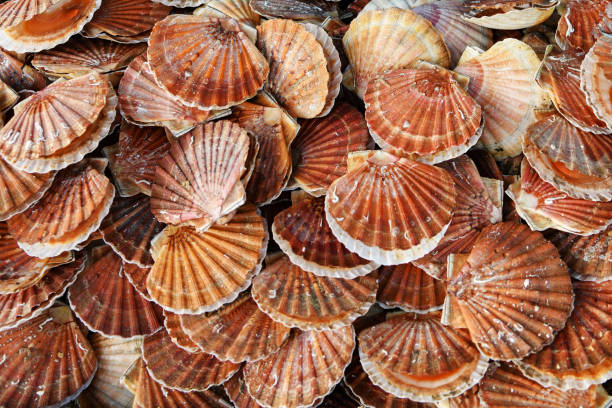 Fresh Scallops on a seafood market at Dieppe France Fresh french scallops on a seafood market at Dieppe France normandy photos stock pictures, royalty-free photos & images