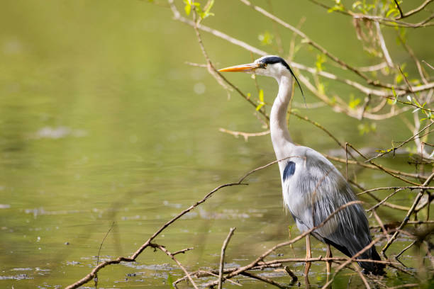 airone seduto sulle rive del fiume - gray heron foto e immagini stock