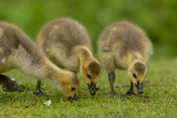 istock Baby Goslings 1317682670