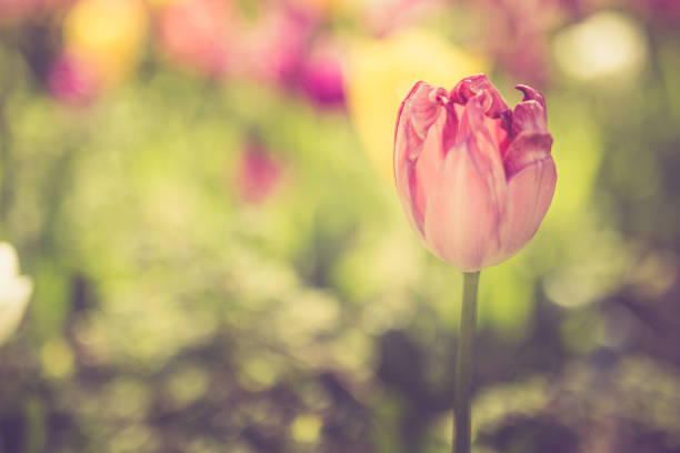 istock Tulips in the meadow 1317683272