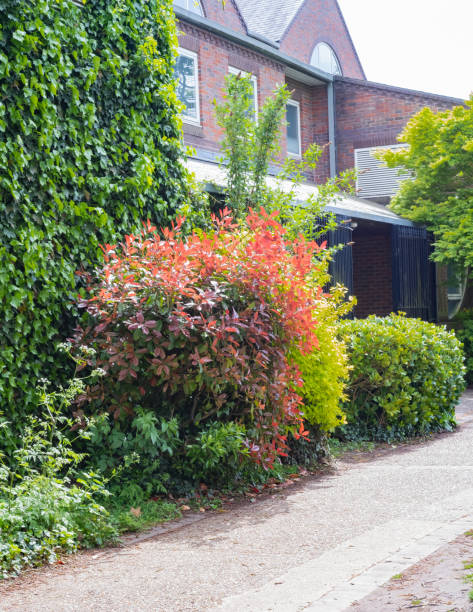istock Colorful bush in full leaf bathed in sunlight 1317683457