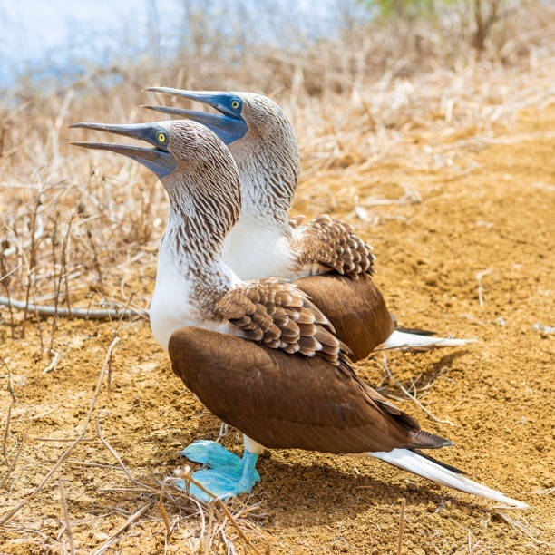 istock Blue Footed Booby Couple, Galapagos 1317685859