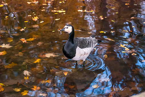 Barnacle Goose in the Park, photographed in Cologne, Germany. Picture made in 2009.