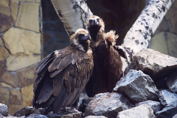 istock Two large vultures sit on a rock waiting for prey. Nature reserve. Close-up 1317687184