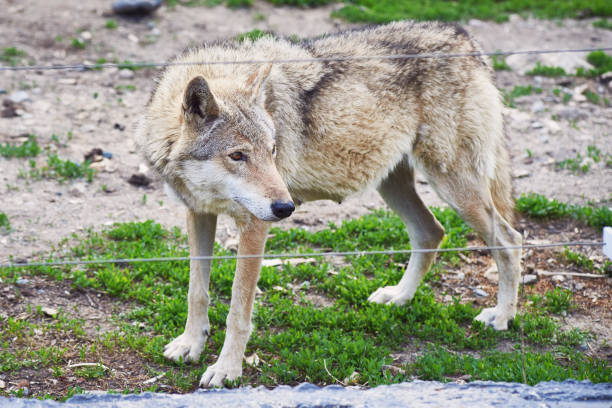 A wild wolf looks through a wire fence. Nature reserve. Close-up