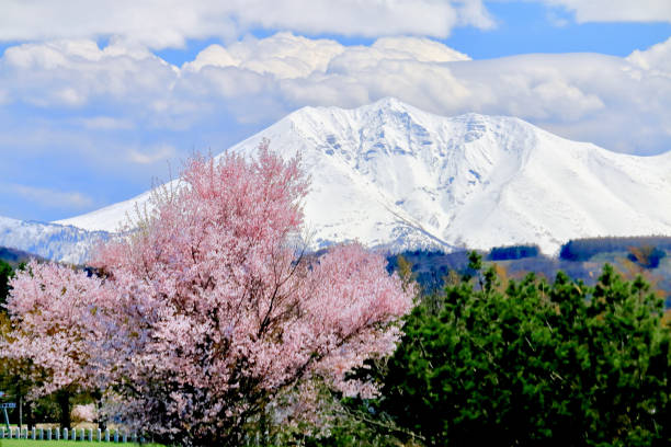Sakura and Mount Oputateshike