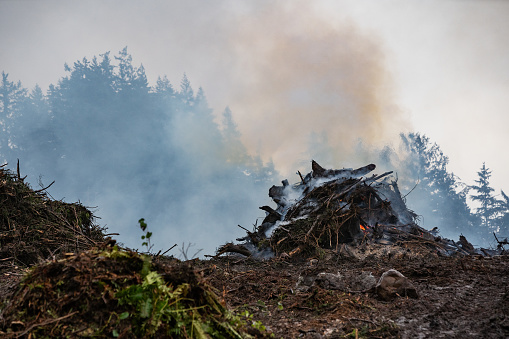 Slash and burn piles with cut logs waiting for loading for the logging industry on Vancouver Island.