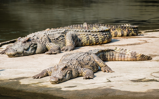 Two Alligators Resting on Stone Platform on Sunny Day