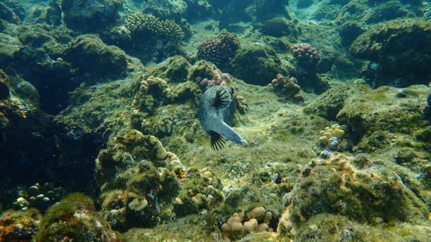 istock Masked puffer (Arothron diadematus) undersea, Red Sea, Egypt 1317690213