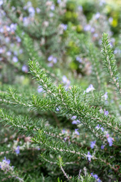 istock Blue blossom of aromatic kitchen herb rosemary 1317692076