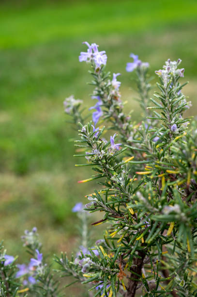 istock Blue blossom of aromatic kitchen herb rosemary 1317692094
